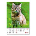 Nástenný kalendár 2022 - Kočičky/Mačičky