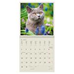 Nástenný kalendár 2023 - Cats