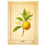 Nástenný kalendár 2023 - Herbarium