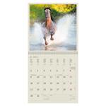 Nástenný kalendár 2023 - Horses