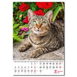 Nástenný kalendár 2023 - Kočičky/Mačičky