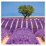 Nástenný kalendár 2023 - Provence