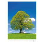 Nástěnný kalendář 2024 - Stromy