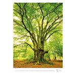 Nástěnný kalendář 2024 - Stromy