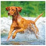 Nástenný kalendár 2026 - Dogs