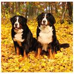 Nástenný kalendár 2026 - Dogs