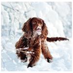 Nástenný kalendár 2026 - Dogs