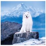 Nástenný kalendár 2026 - Dogs