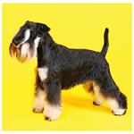 Nástenný kalendár 2026 - Dogs