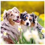 Nástenný kalendár 2026 - Dogs