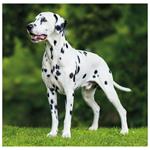 Nástenný kalendár 2026 - Dogs