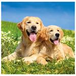 Nástenný kalendár 2026 - Dogs