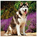 Nástenný kalendár 2026 - Dogs