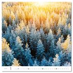 Nástenný kalendár 2026 - Forest/Wald/Les