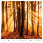 Nástenný kalendár 2026 - Forest/Wald/Les
