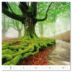 Nástenný kalendár 2026 - Forest/Wald/Les