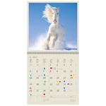 Nástenný kalendár 2026 - Horses