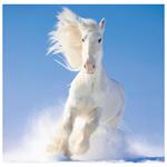 Nástenný kalendár 2026 - Horses