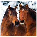 Nástenný kalendár 2026 - Horses