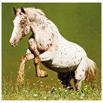 Nástenný kalendár 2026 - Horses