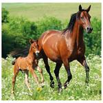 Nástenný kalendár 2026 - Horses