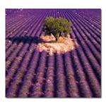 Nástenný kalendár 2026 Kravata - Provence