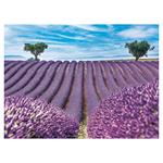 Nástenný kalendár 2026 - Nature