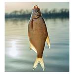 Nástenný kalendár 2026 Rybársky kalendár