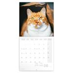 Nástenný poznámkový kalendár 2023 Mačky