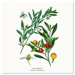 Nástenný poznámkový kalendár 2026 Herbár