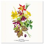 Nástenný poznámkový kalendár 2026 Herbár