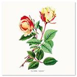 Nástenný poznámkový kalendár 2026 Herbár