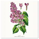 Nástenný poznámkový kalendár 2026 Herbár