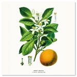 Nástenný poznámkový kalendár 2026 Herbár