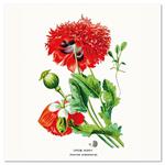 Nástenný poznámkový kalendár 2026 Herbár