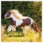 Nástenný poznámkový kalendár 2026 Kone - Christiane Slawik