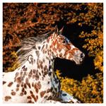 Nástenný poznámkový kalendár 2026 Kone - Christiane Slawik