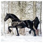 Nástenný poznámkový kalendár 2026 Kone - Christiane Slawik