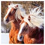 Nástenný poznámkový kalendár 2026 Kone - Christiane Slawik