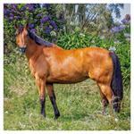 Nástenný poznámkový kalendár 2026 Kone - Christiane Slawik