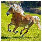 Nástenný poznámkový kalendár 2026 Kone - Christiane Slawik