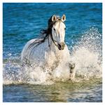 Nástenný poznámkový kalendár 2026 Kone - Christiane Slawik