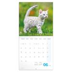 Nástenný poznámkový kalendár 2026 Mačiatka