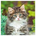 Nástenný poznámkový kalendár 2026 Mačiatka