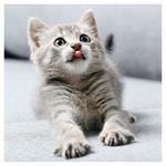 Nástenný poznámkový kalendár 2026 Mačiatka