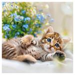 Nástenný poznámkový kalendár 2026 Mačiatka