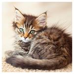 Nástenný poznámkový kalendár 2026 Mačiatka