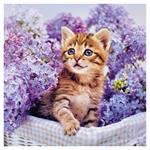 Nástenný poznámkový kalendár 2026 Mačiatka