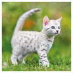 Nástenný poznámkový kalendár 2026 Mačiatka