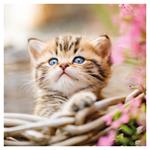 Nástenný poznámkový kalendár 2026 Mačiatka